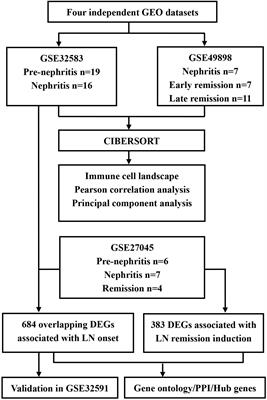 Immune Cell Landscape Identification Associates Intrarenal Mononuclear Phagocytes With Onset and Remission of Lupus Nephritis in NZB/W Mice